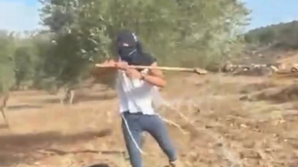 Palestinian woman attacked by Israeli settler while harvesting olives | Occupied West Bank