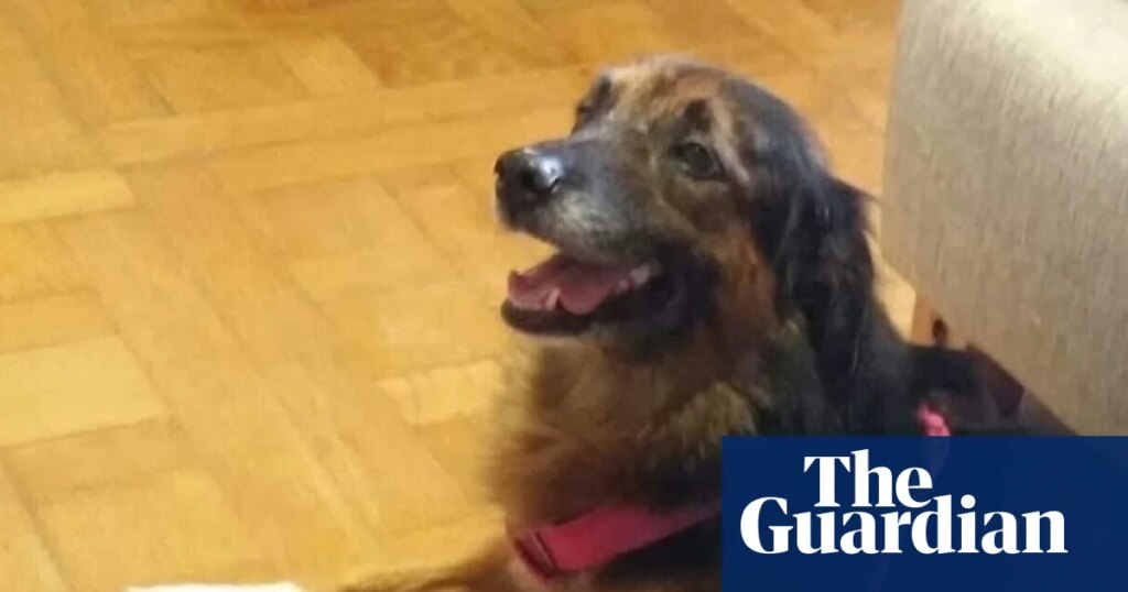 Pets on flights can be classed as baggage, top EU court rules | Court of justice of the European Union