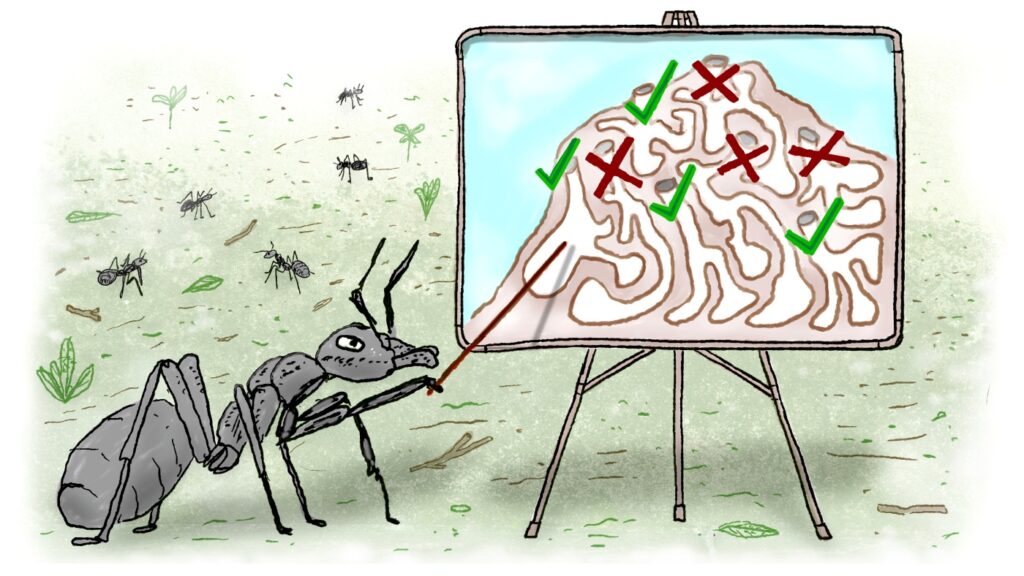 Some ant architects design a colony to cut the risk of disease. Humans, take note!