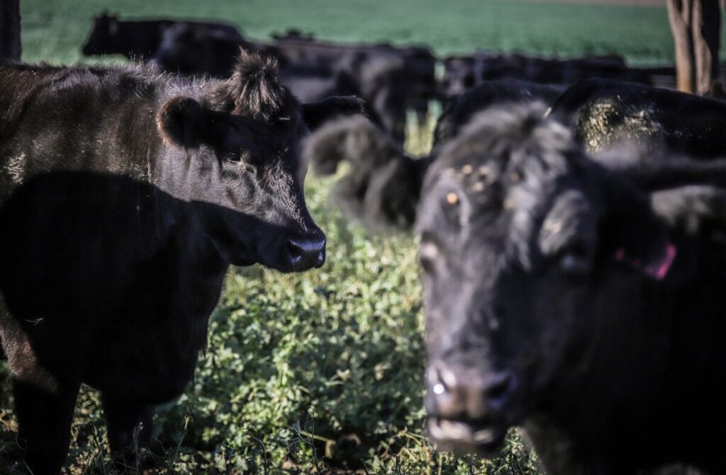 Australia Notches a Win Amid Trump Tariffs on Gold, Beef Exports