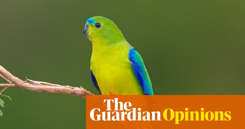Australia must put politics aside and pass nature laws that benefit the economy and the environment. We owe it to our kids | Zoe Daniel