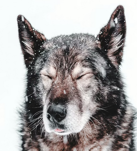 Links 11/22/2025 | naked capitalism Links 11/22/2025 | naked capitalism