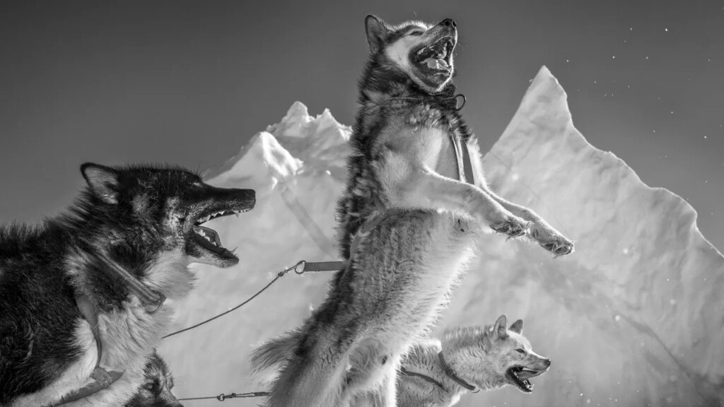 One of the Greatest Polar-Bear Hunters Confronts a Vanishing World